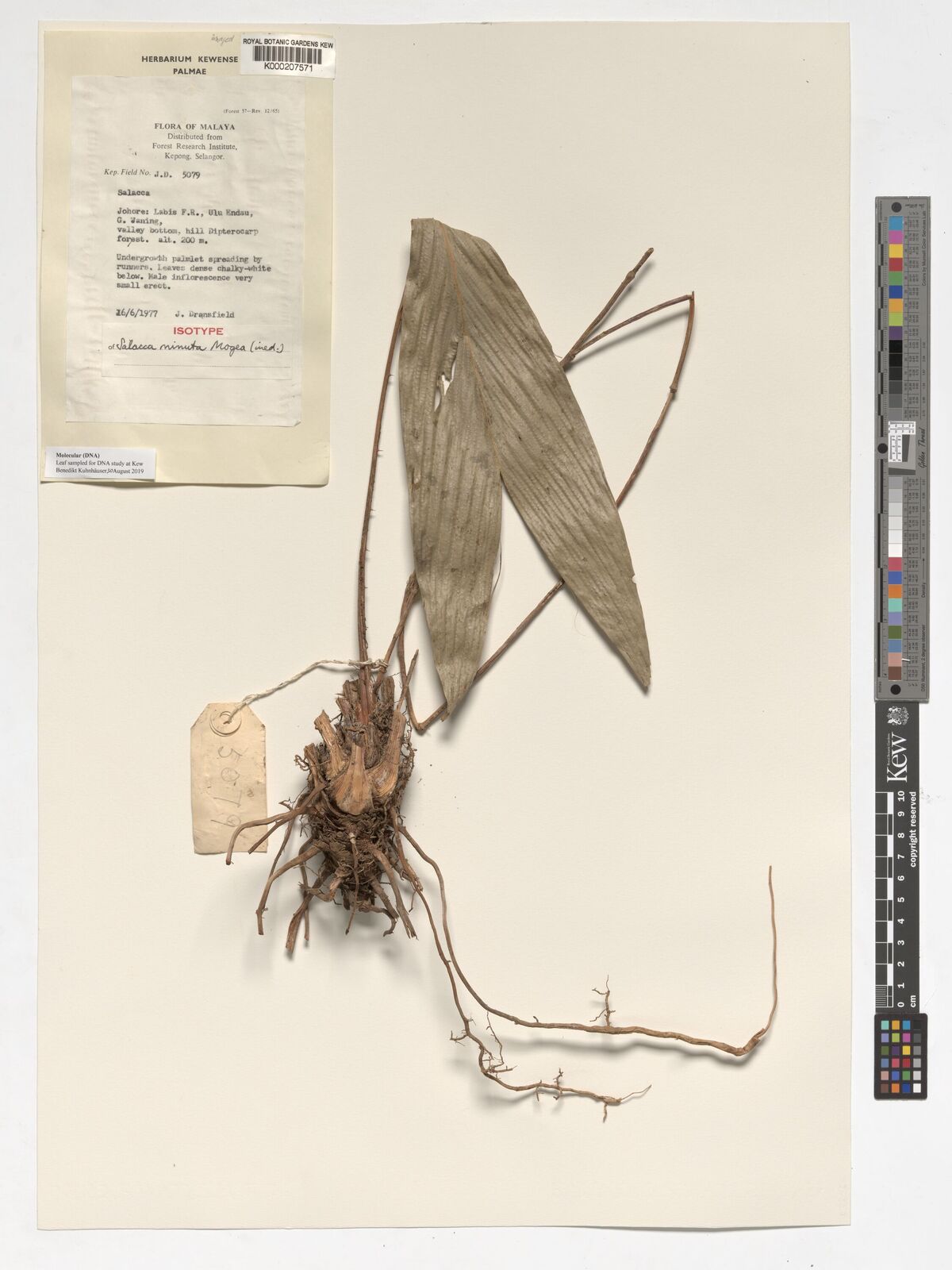 Kew Gardens K000207571:  Dransfield, J. [5079] Malaysia
