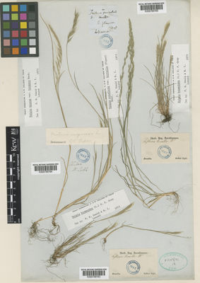 Kew Gardens K000789764:  Lobb, W. [s.n.] Chile