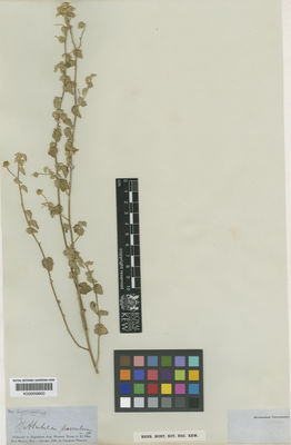 Kew Gardens K000659600:  Wright, C. [s.n.] United States