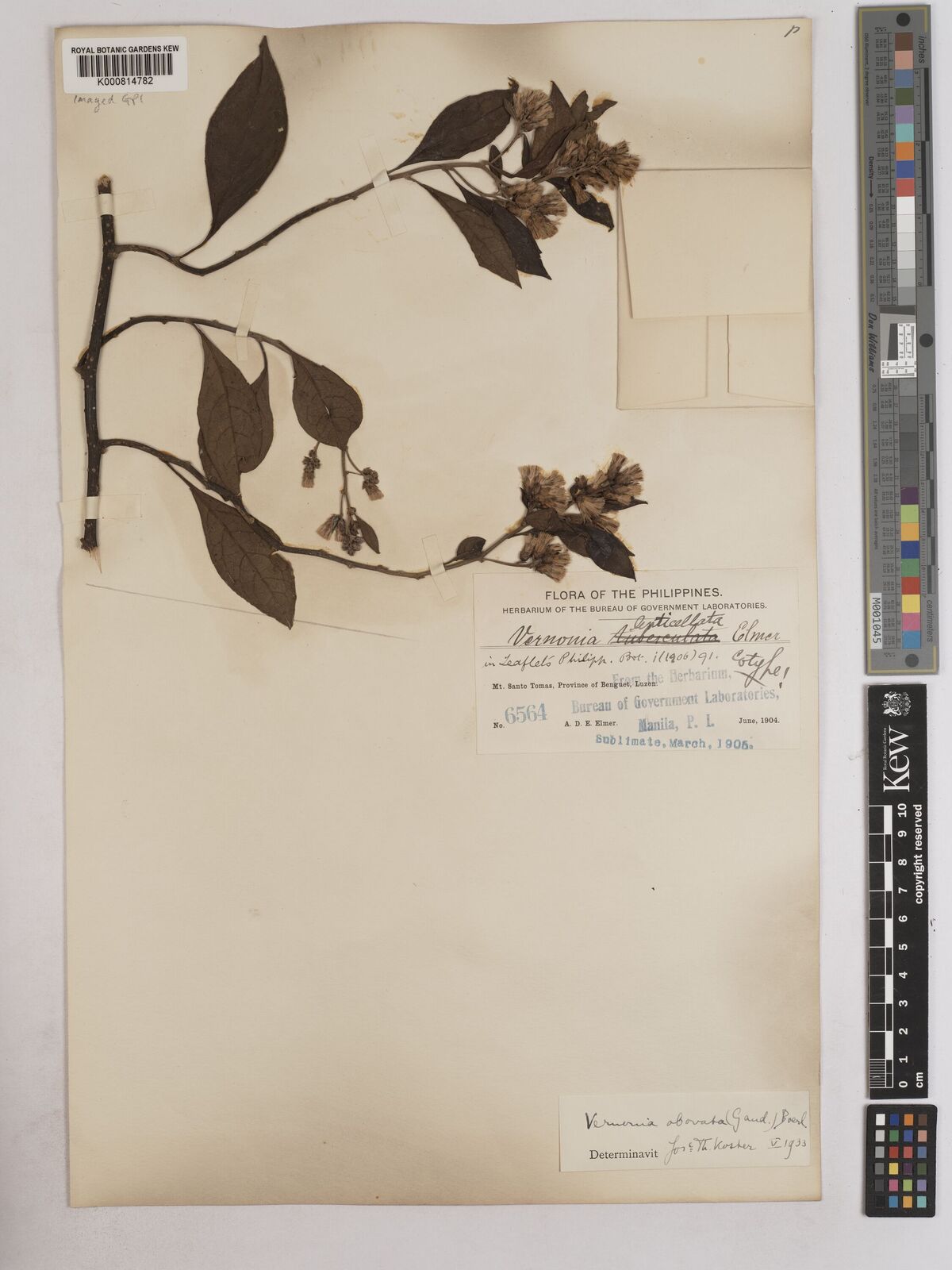 Kew Gardens K000814782:  Elmer, A.D.E. [6564] Philippines