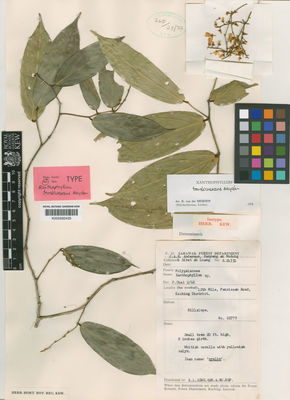 Kew Gardens K000592435:  Anderson, F.A.R.; Nudong, B.A.; Luang, S.A. [24331] Malaysia