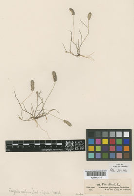 Kew Gardens K000643414:  Schimper, W. [798] Saudi Arabia