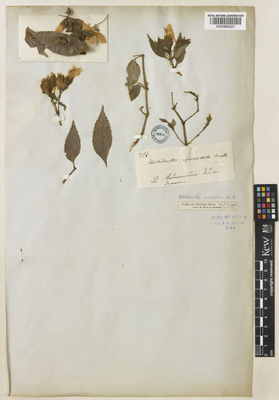 Kew Gardens K000883021:  s.coll. [756] India