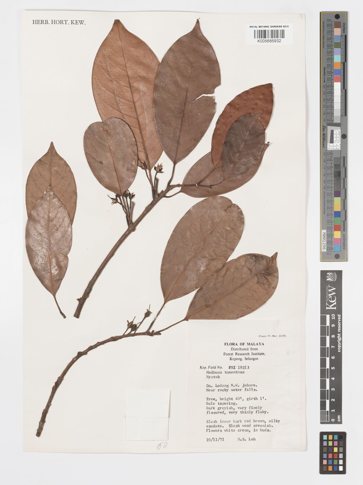 Madhuca tomentosa