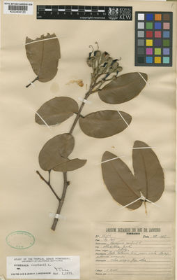 Kew Gardens K000404123:  Ducke, A. [16906] Brazil