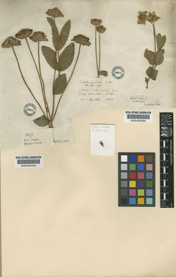 Kew Gardens K000485585:  Pohl [s.n.] Brazil