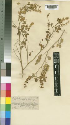 Kew Gardens K000226913:  Cosson, E. [s.n.] Algeria