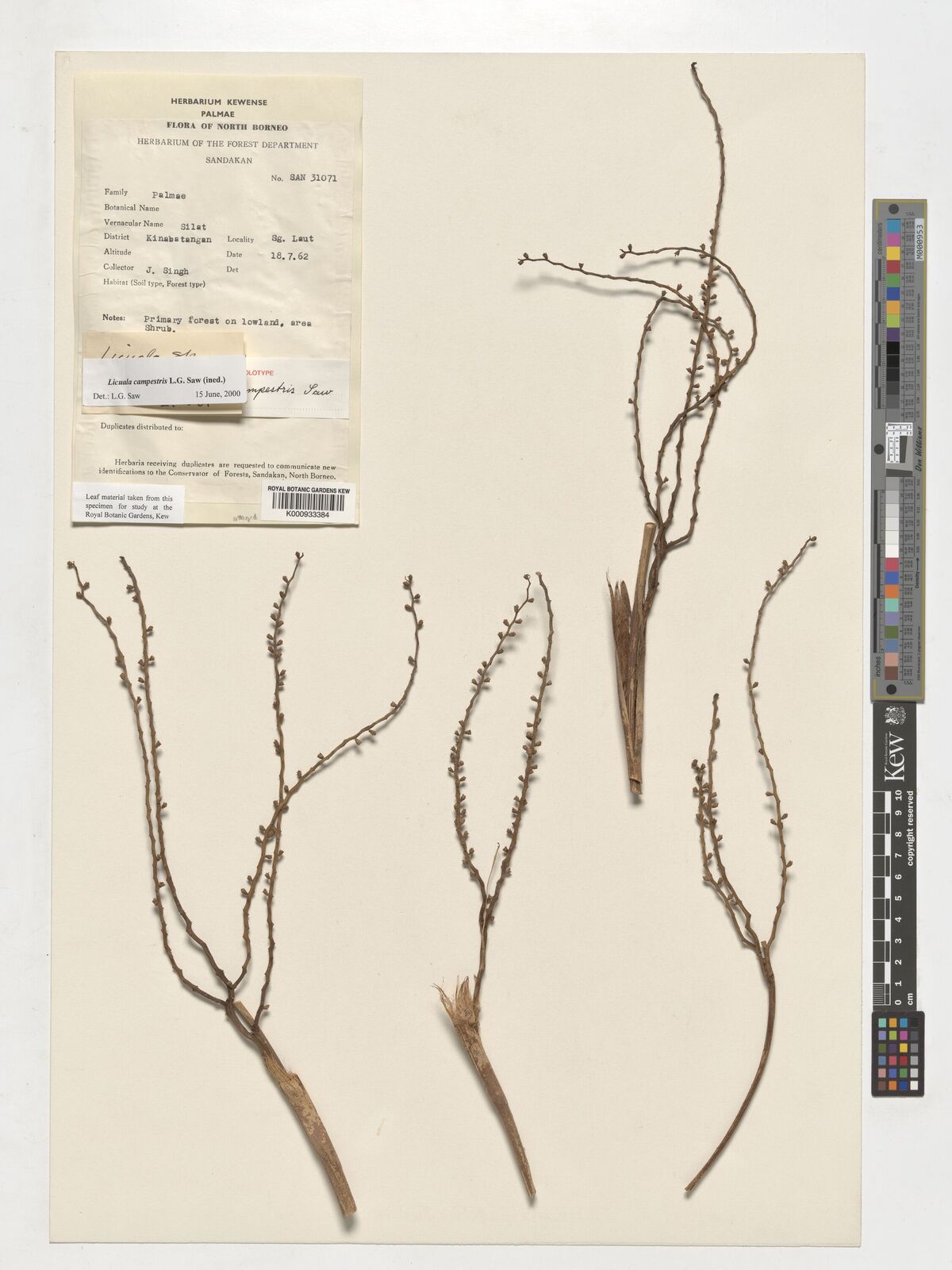 Kew Gardens K000933384:  Singh [SAN31071] Malaysia
