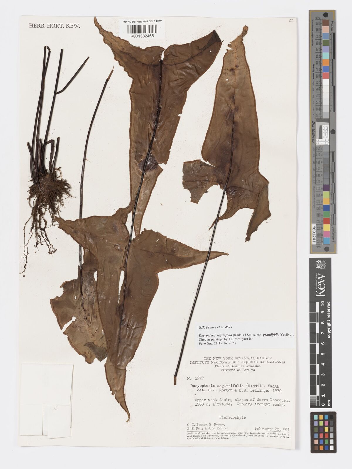 Kew Gardens K001382465:  Prance, G.T.; Forero, E.; Pena, B.S.; Ramos, J.F. [4579] Brazil
