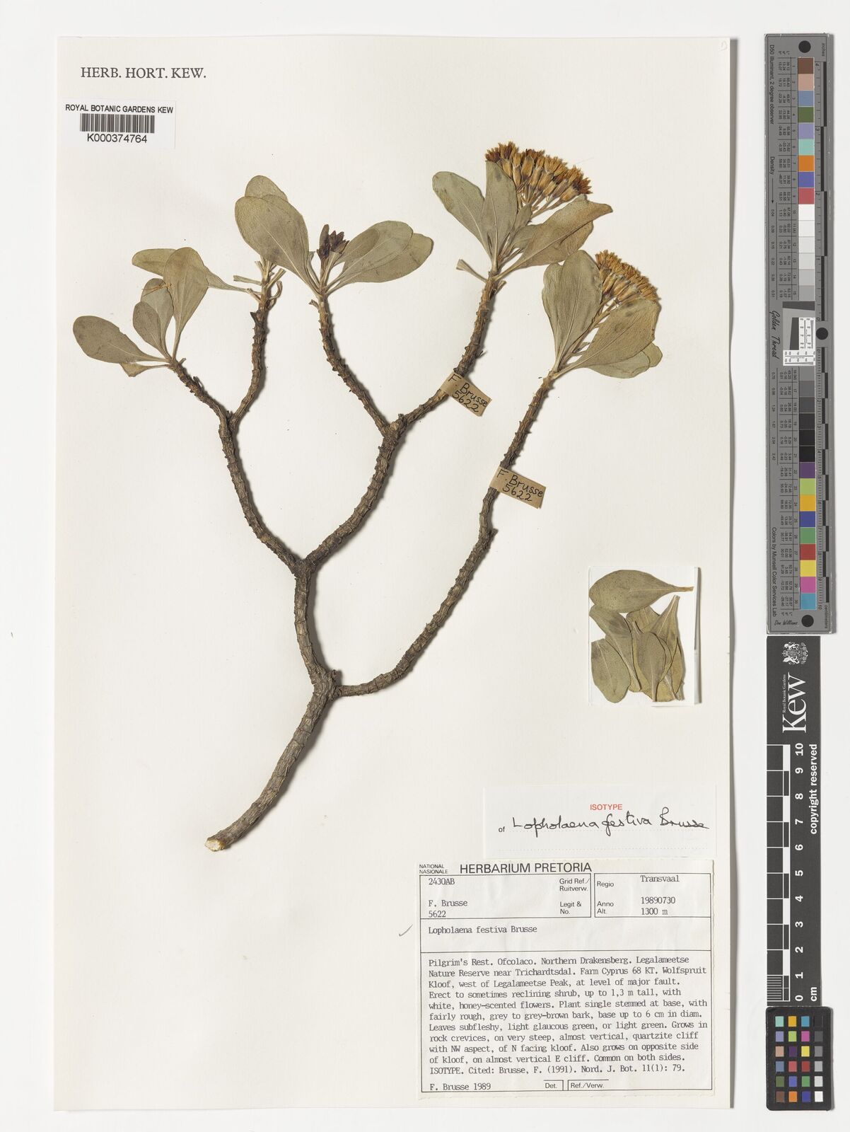 Kew Gardens K000374764:  Brusse, F. [5622] South Africa