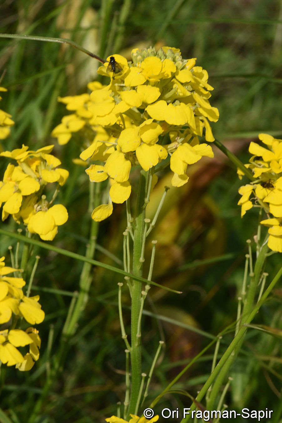 Erysimum cuspidatum (M.Bieb.) DC. | Plants of the World Online | Kew ...