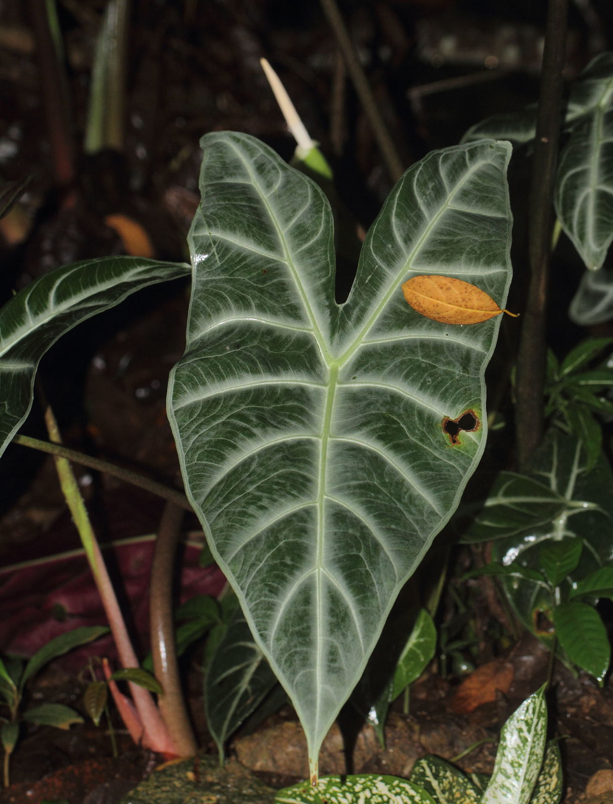 Alocasia (Schott) G.Don | Plants Of The World Online | Kew Science