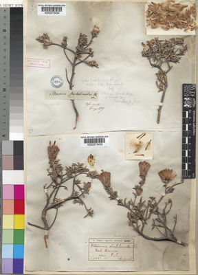 Kew Gardens K000273454:  Drege [s.n.] South Africa