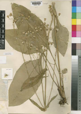 Kew Gardens K000311386:  Milne-Redhead, E.; Taylor, P. [8685] Tanzania