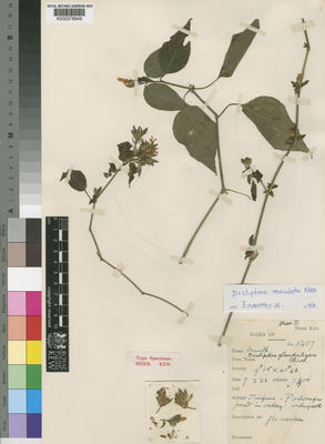 Kew Gardens K000378949:  Gillett, J.B. [5407] Ethiopia