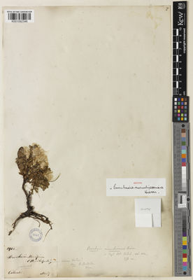 Kew Gardens K001092346:  s.coll. [1412] Colombia
