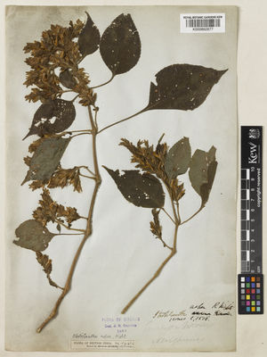 Kew Gardens K000882877:  s.coll. [s.n.] India