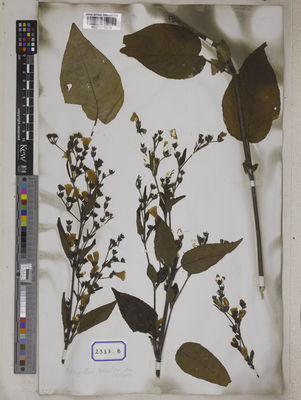 Kew Gardens K001115679:  Blinkworth, R. [Cat. no. 2333] India