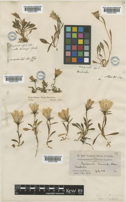 Kew Gardens K000814556:  s.coll. [135]