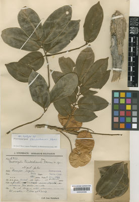 Kew Gardens K000530309:  Steinbach, J. [6733] Bolivia