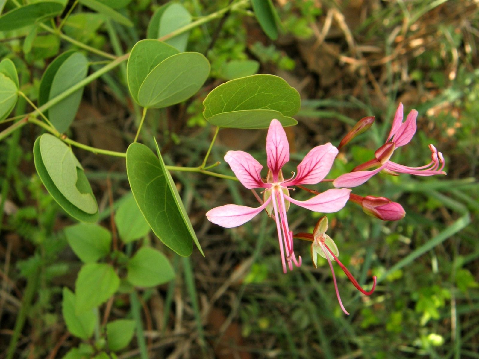 Phanera yunnanensis (Franch.) Wunderlin | Plants of the World Online ...