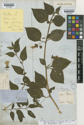 Kew Gardens K000585885:  s.coll. [175] Colombia