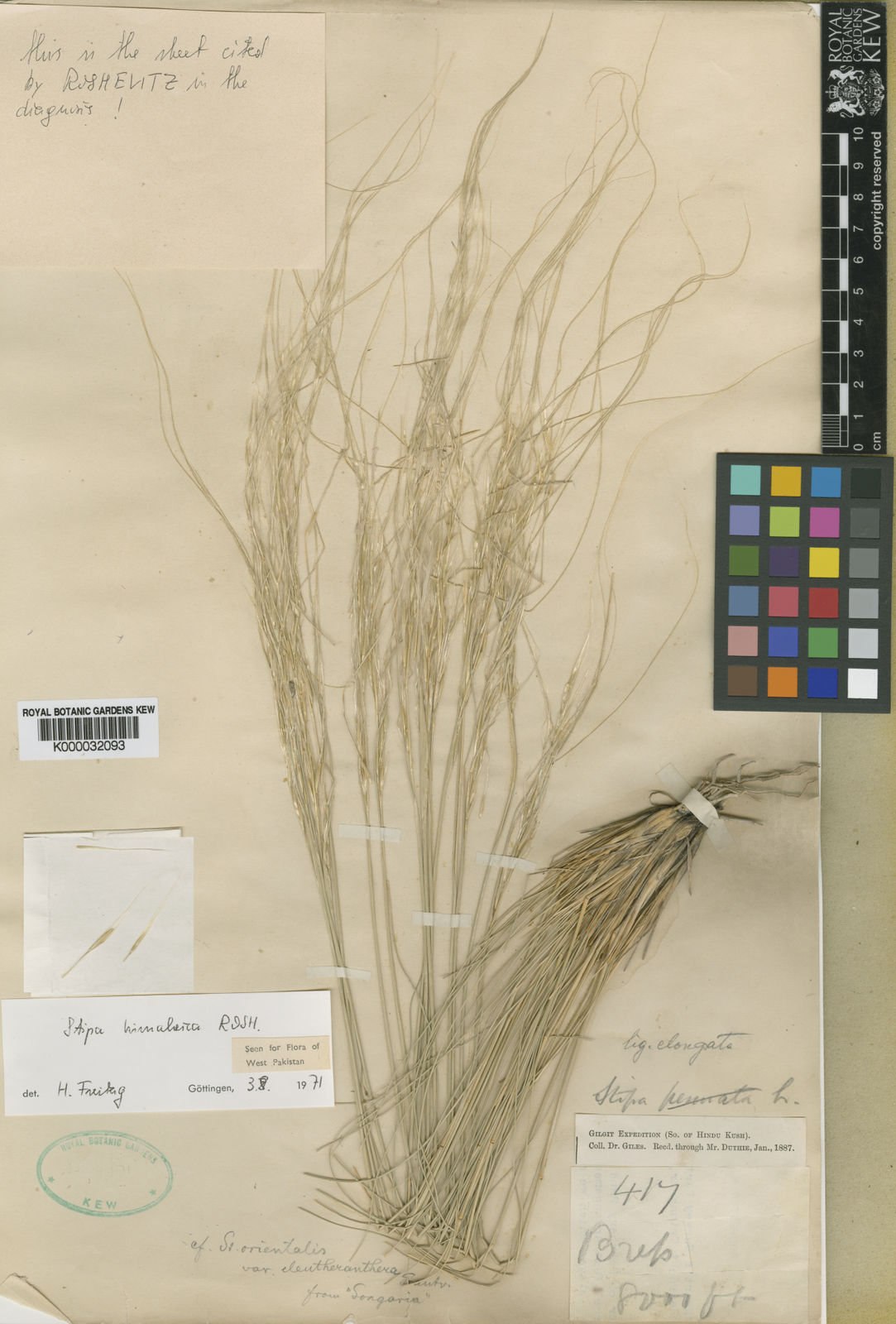 Stipa Himalaica Roshev. | Plants Of The World Online | Kew Science