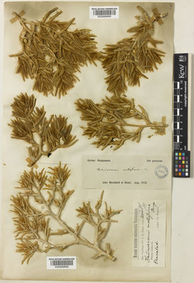 Kew Gardens K000899695:  Bunge, A.A.von [s.n.] Afghanistan