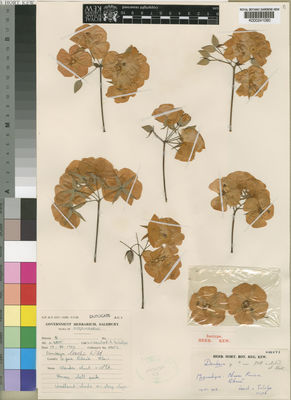 Kew Gardens K000241090:  Leach, L., C.; Schelpe, E., A. [11403] Mozambique