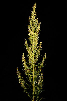 Artemisia annua L., Plants of the World Online