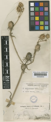 Kew Gardens K000686509:  Bolander, H.N. [s.n.] United States