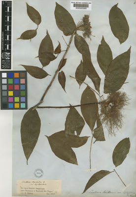 Kew Gardens K000220565:  Spruce, R. [s.n.] Brazil