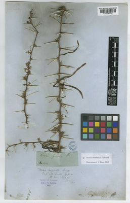 Kew Gardens K000791157:  s.coll. [s.n.] Bangladesh