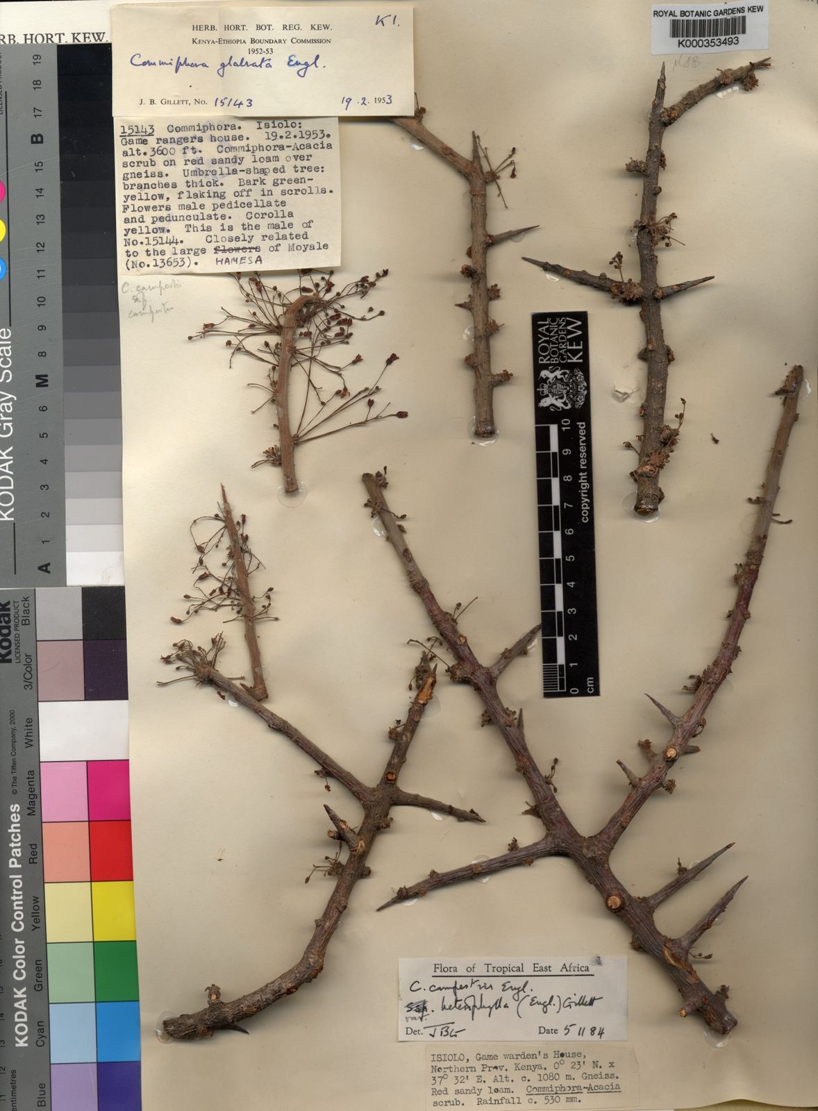 Commiphora Campestris Var. Heterophylla (Engl.) J.B.Gillett | Plants Of ...