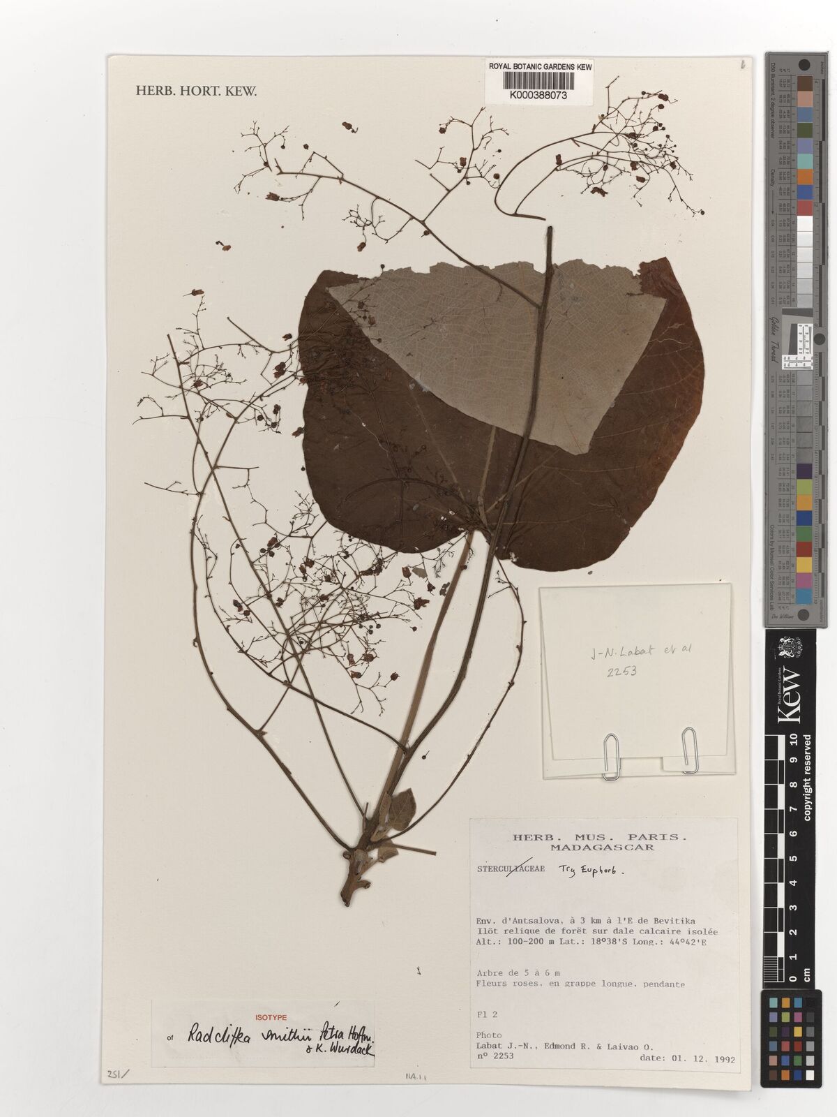 Kew Gardens K000388073:  Labat, J.N. [2253] Madagascar