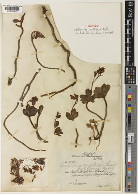 Kew Gardens K000232870:  Hildebrandt, J.M. [3576] Madagascar