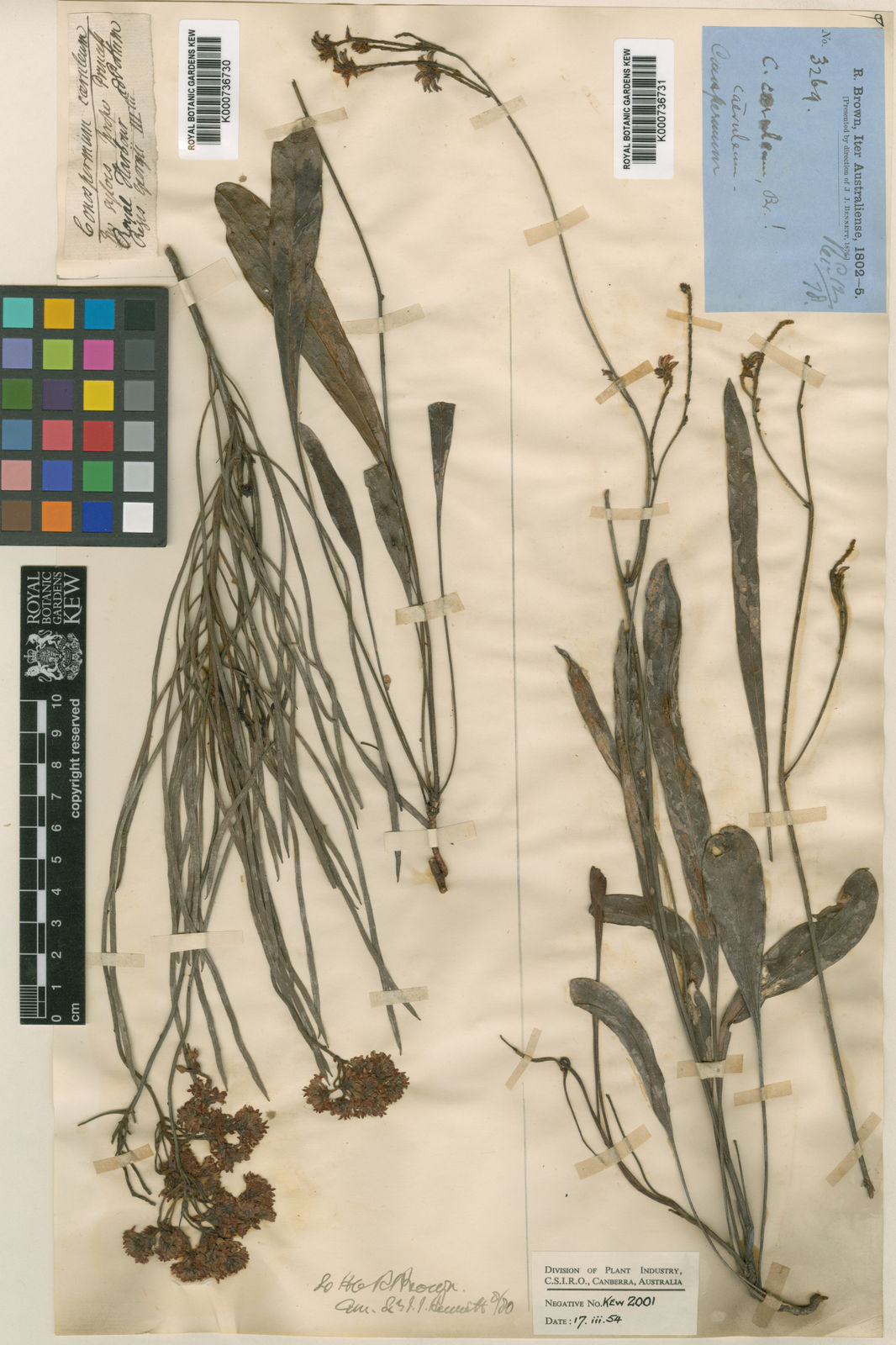 CONOSPERMUM caeruleum - A-D miscellaneous Natives – Australian Seed