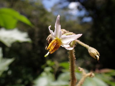 Solanum aethiopicum - Wikipedia