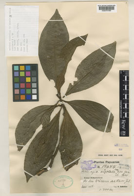 Kew Gardens K000791990:  Schlechter, R. [17677] Papua New Guinea