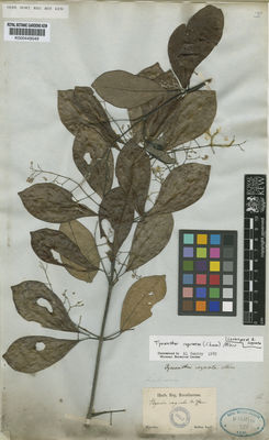 Kew Gardens K000449549:  Sellow [s.n.] Brazil