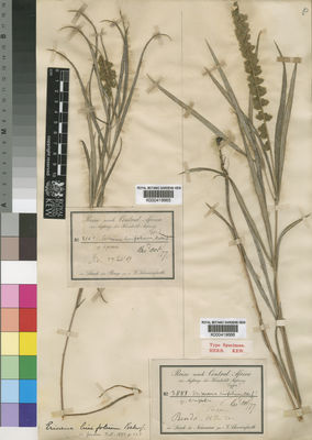 Kew Gardens K000419666:  Schweinfurth, G. [3888]