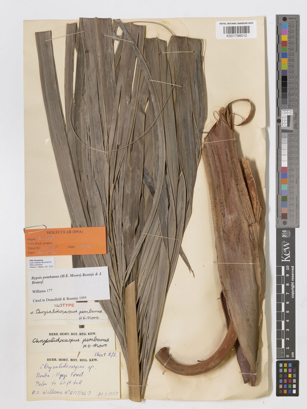 Dypsis pembana