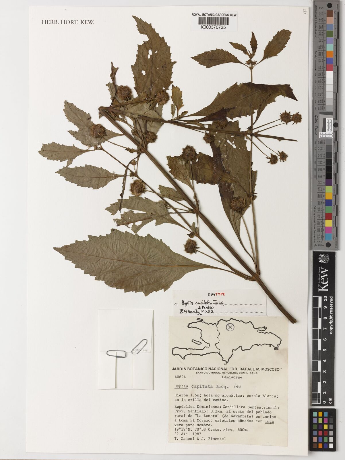 Kew Gardens K000370725:  Zanoni, T.; Pimental, J. [40624] Dominican Republic