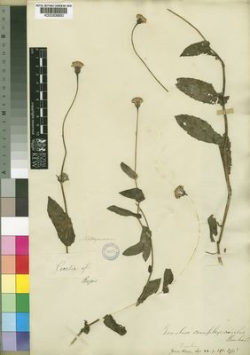 Kew Gardens K000306850:  Bojer [s.n.] Madagascar