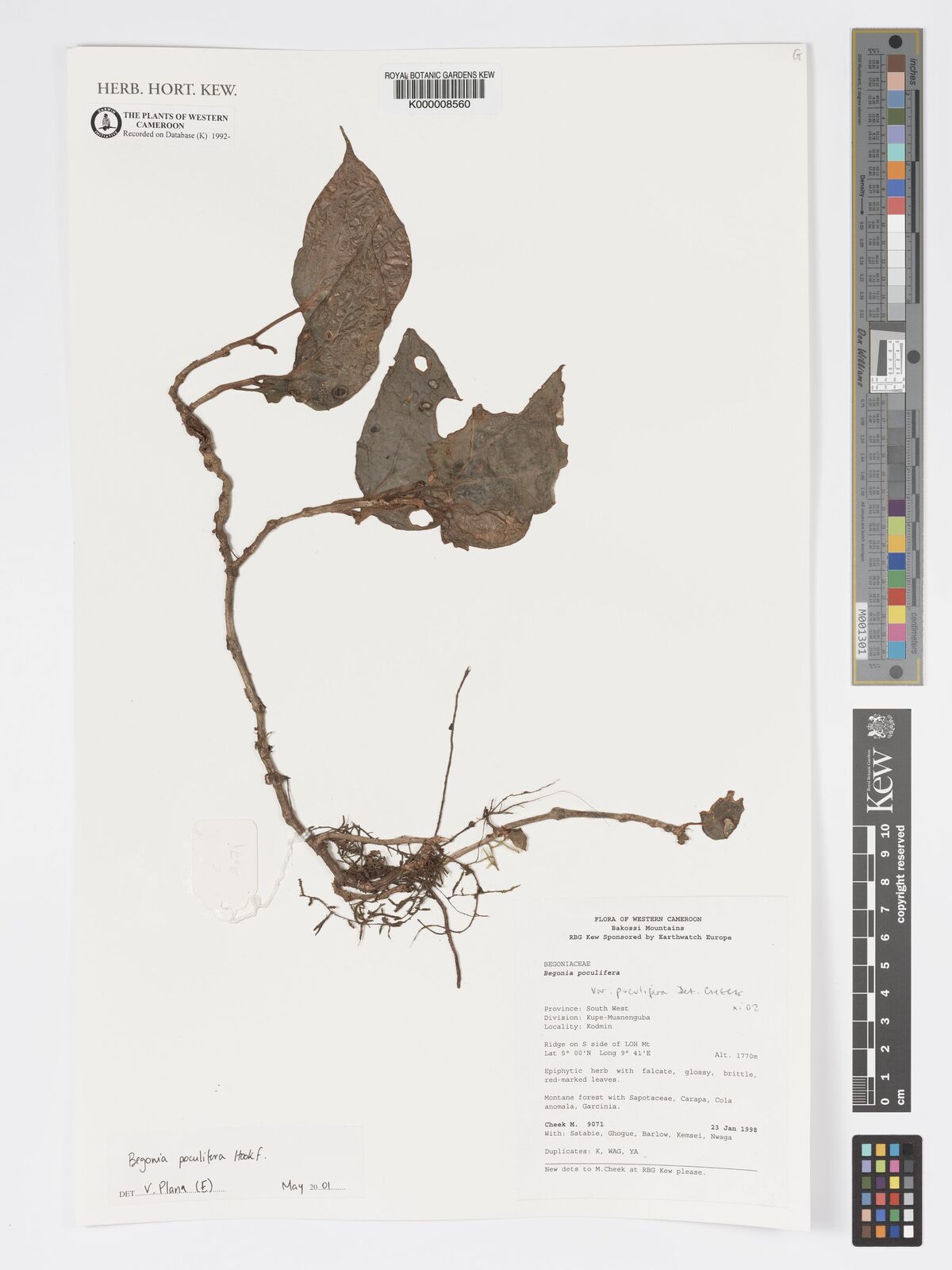 Begonia poculifera