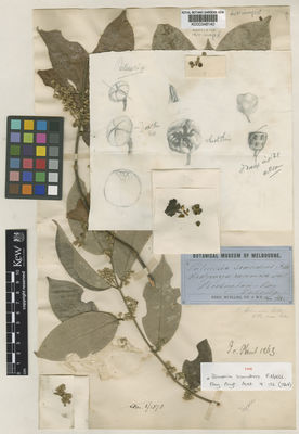 Kew Gardens K000348140:  Dallachy, J. [s.n.] Australia