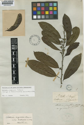 Kew Gardens K000486420:  Tweedie [s.n.] Brazil