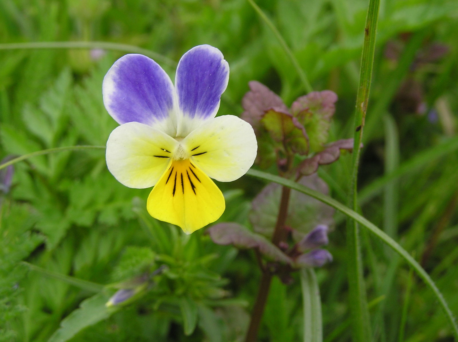 viola tricolor l. | plants of the world online | kew science