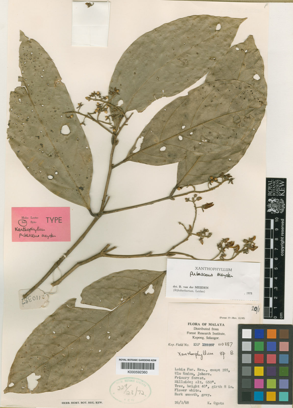 Xanthophyllum Pubescens Meijden | Plants Of The World Online | Kew Science