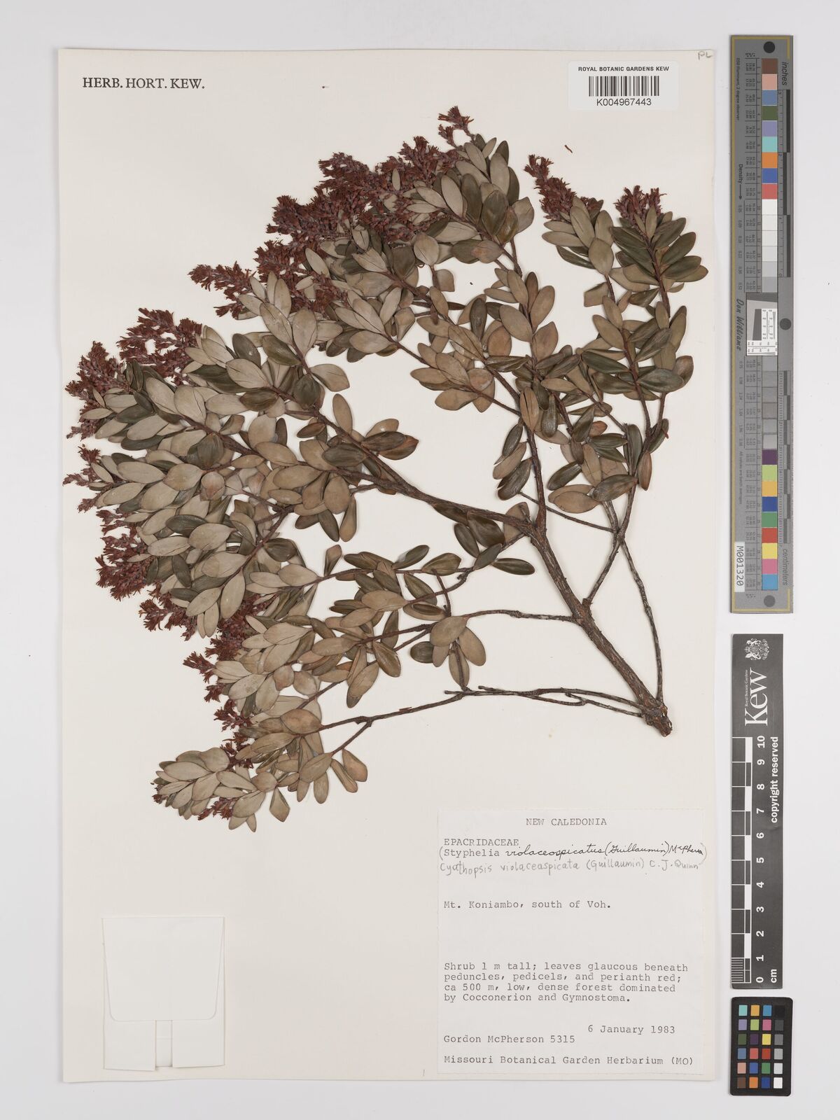 Imagem de Não há um nome popular amplamente reconhecido para "Cyathopsis violaceospicata" no Brasil